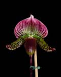 Paph Unnamed